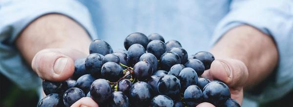 Sea Level Wines
