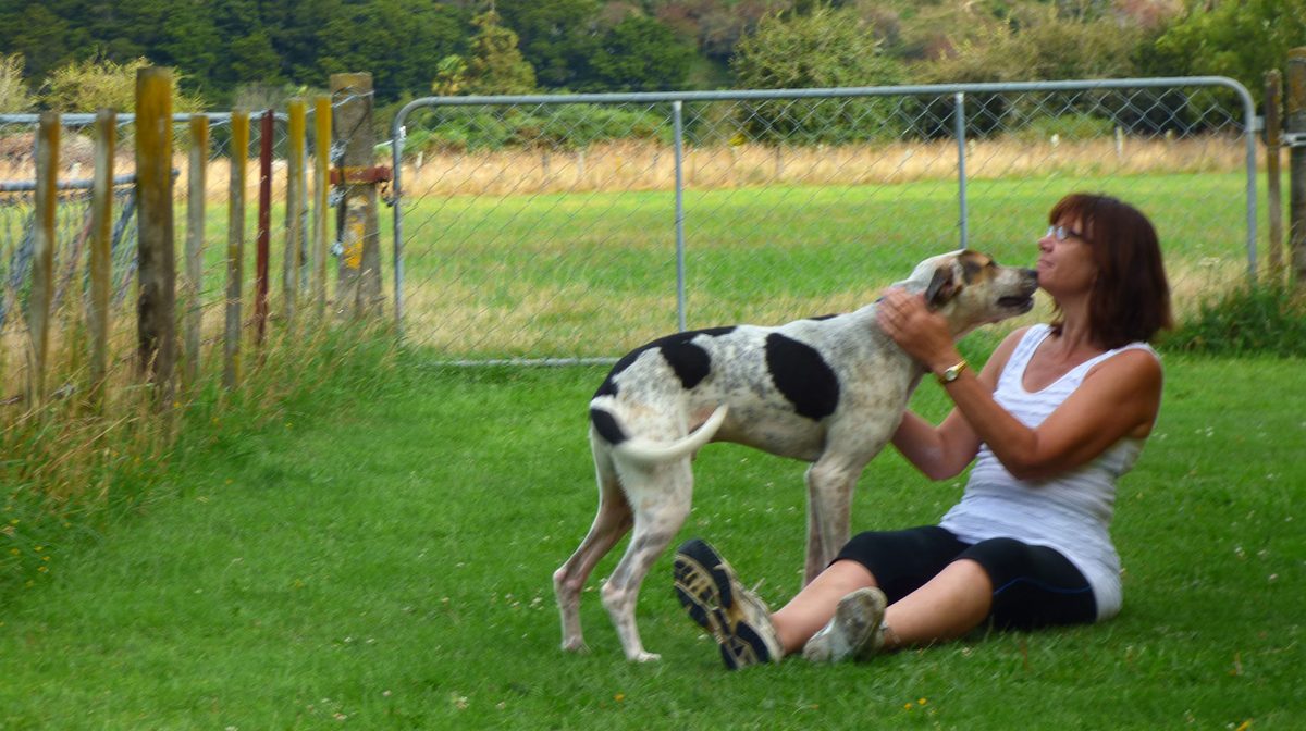 Spring Grove Boarding Kennels photo 1