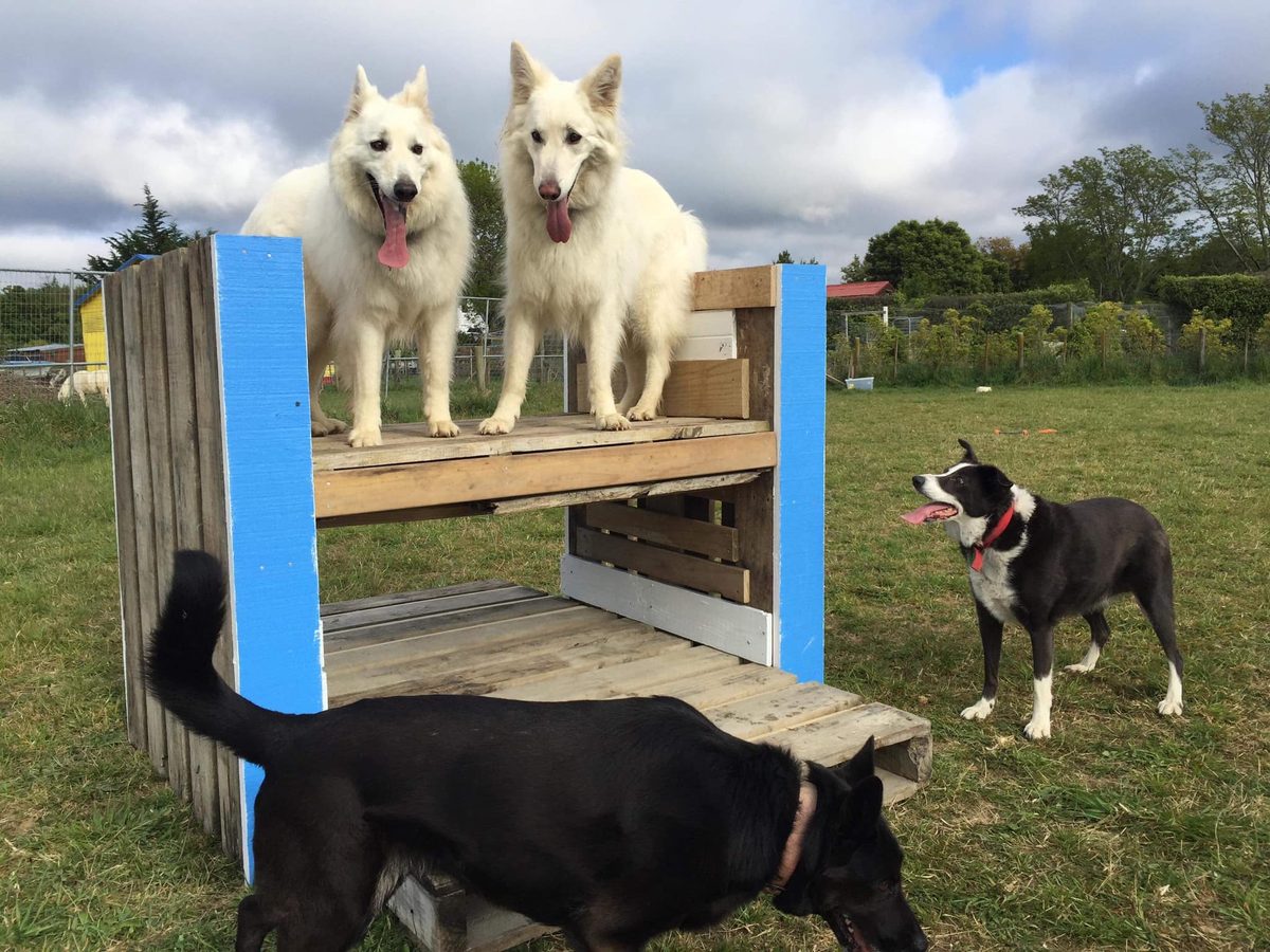 Spring Grove Boarding Kennels photo 3