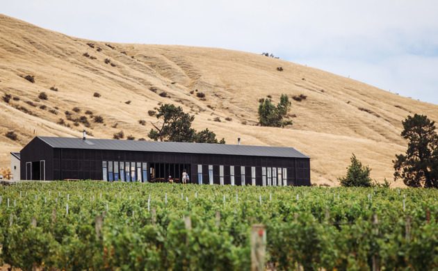 St Pauli Vineyard photo 2