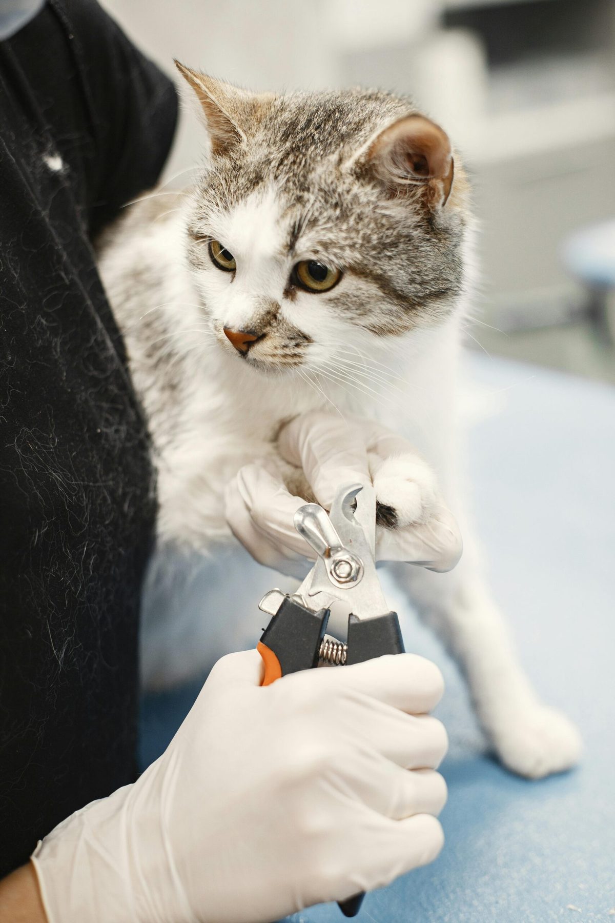 Tangled Pet Grooming photo 2