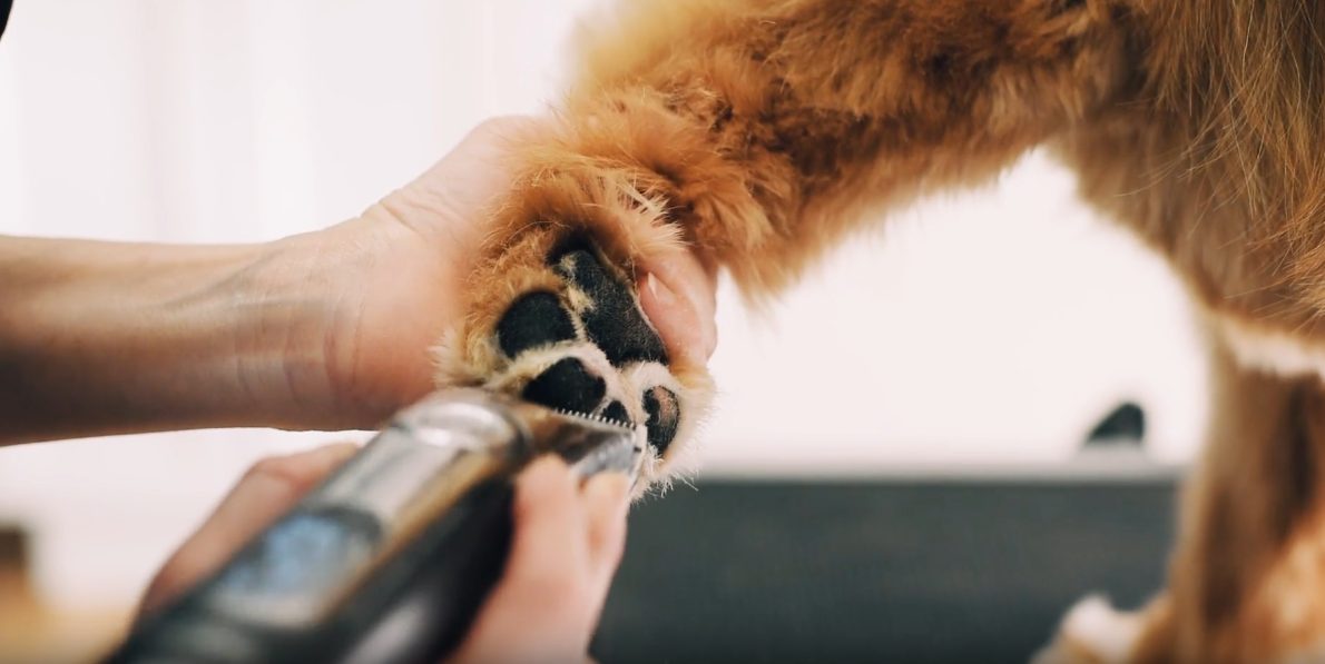 Tangled Pet Grooming photo 3