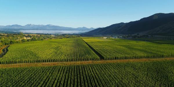 Tapawera Hop Garden