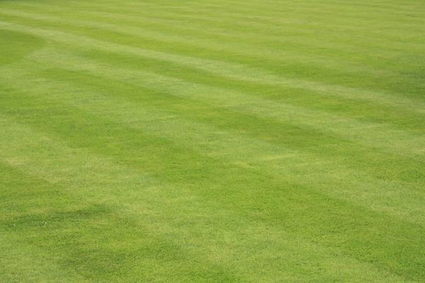 Tasman Turf