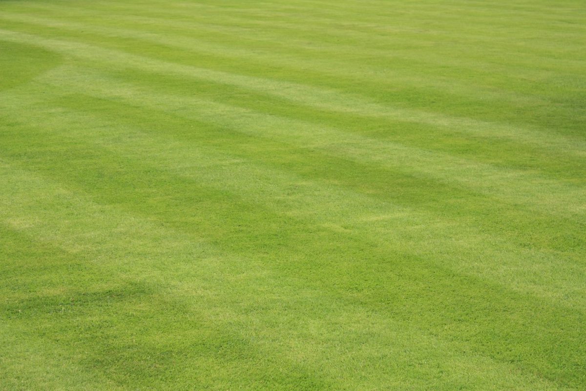Tasman Turf photo 1