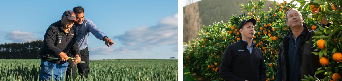 TasmanCrop photo 3