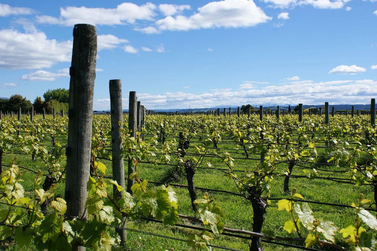 Te Mania Wines photo 2