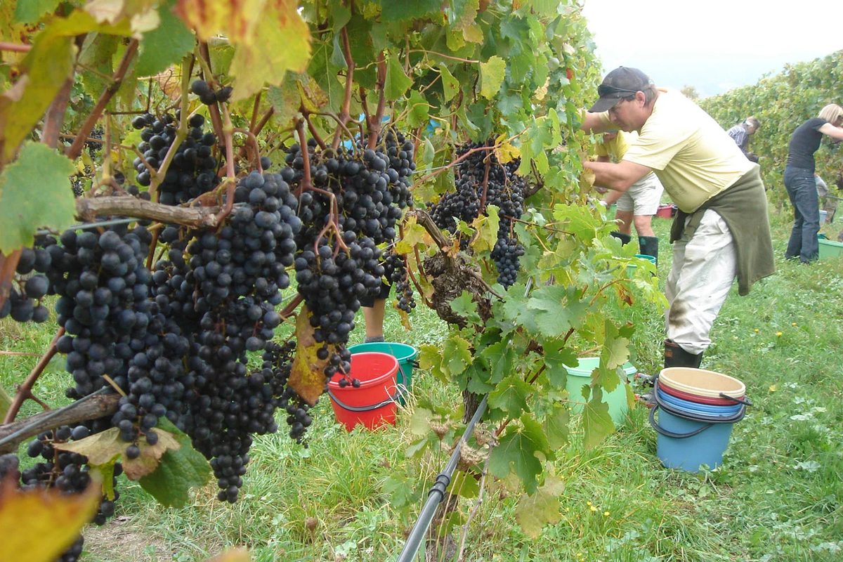 Te Mania Wines photo 3