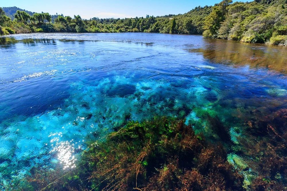 Te Waikoropupu Springs photo 3