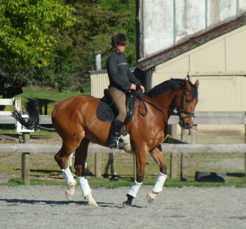 The Giggling Pony photo 3
