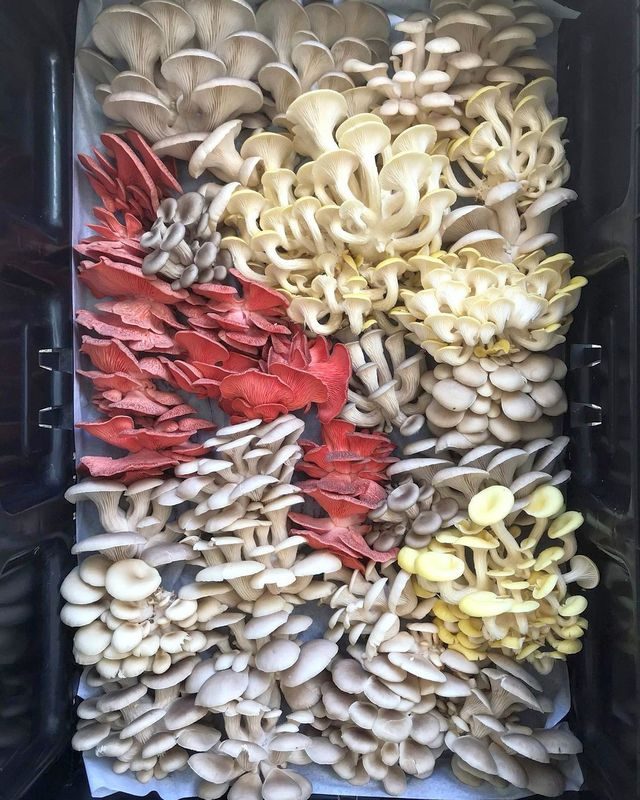the mushroomery photo 3