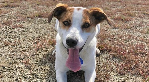 Therapaw Veterinary Rehabilitation