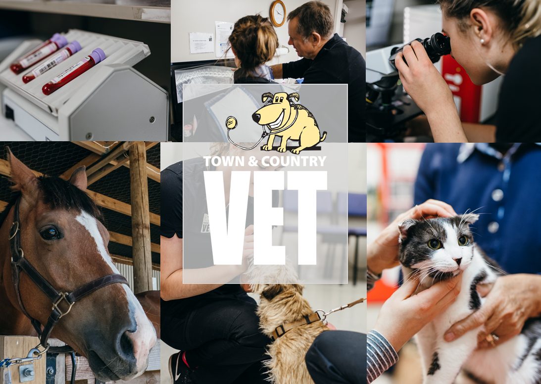 Town & Country Vet photo 2