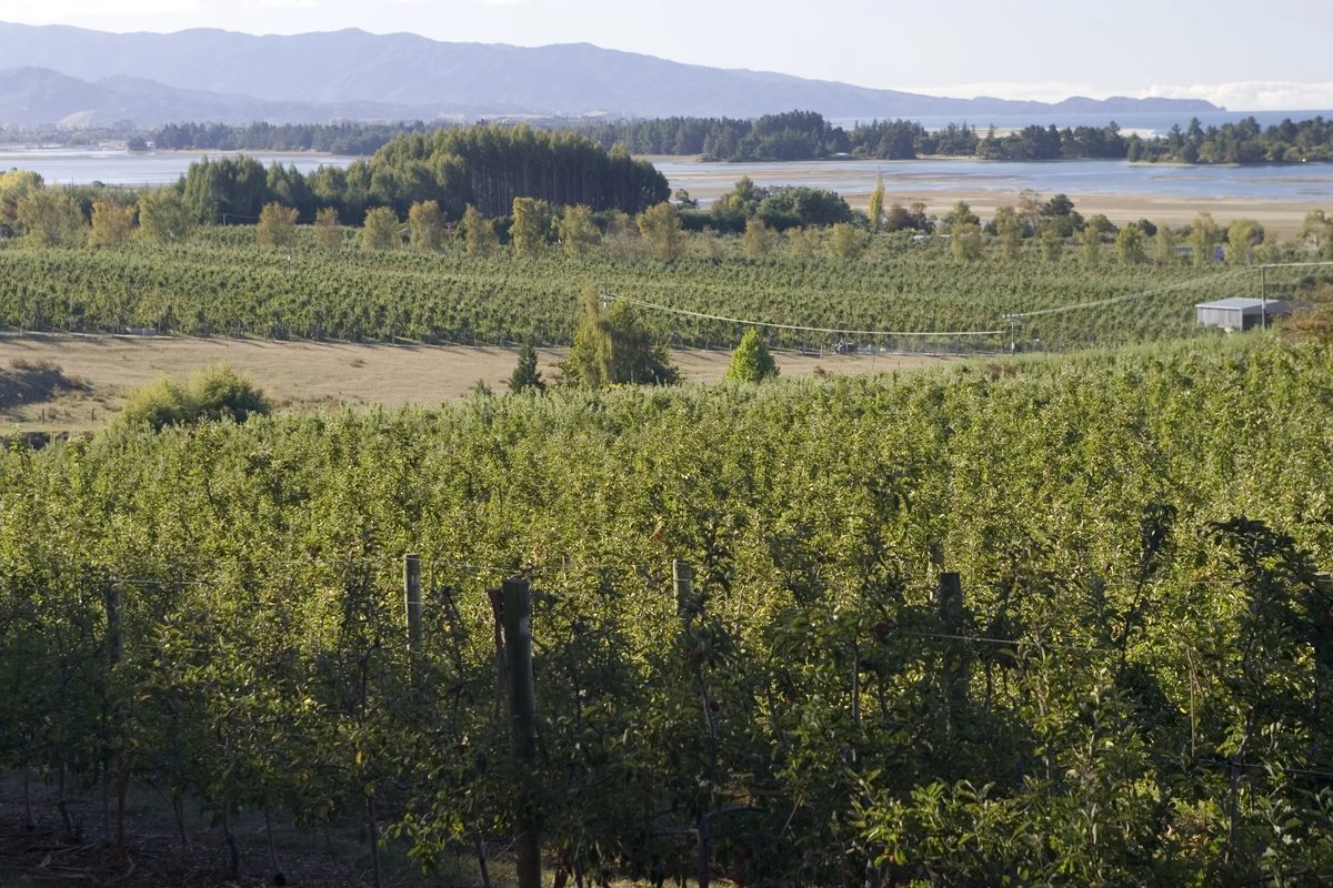 Vailima Orchard photo 2