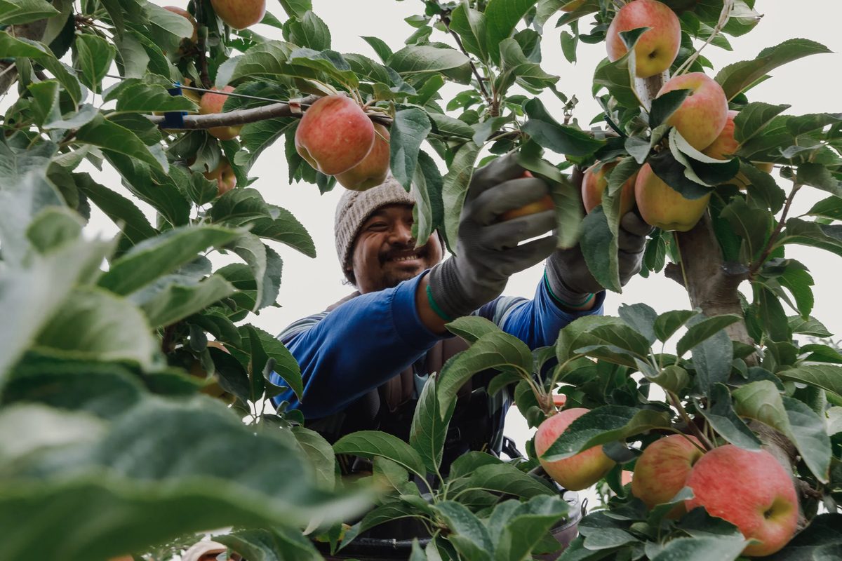 Vailima Orchard photo 3